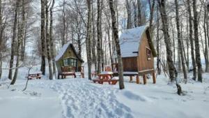 Ciaspolata nel bosco fino a baita Paradiso